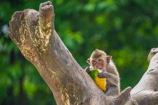 中山石岐吃瓜,中山石岐特色美食探秘之旅