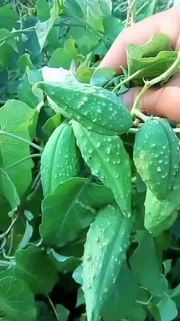 沙瓜瓢怎么吃,探索夏日清新美味