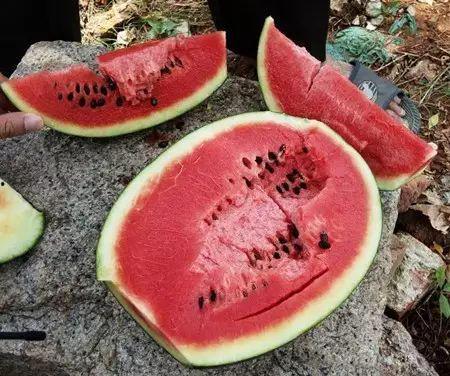 毒瓜怎样吃,揭秘安全食用毒瓜的秘诀