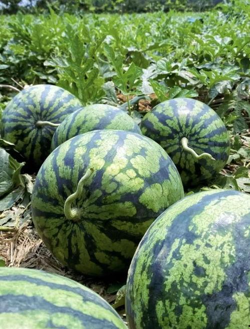 瓜地里吃梨瓜,揭秘吃梨瓜的神秘之旅