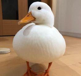 耐克duck吃瓜,揭秘潮流界的跨界奇遇