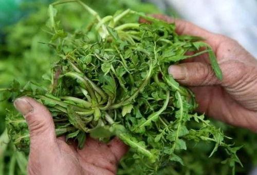 自己老婆吃野瓜