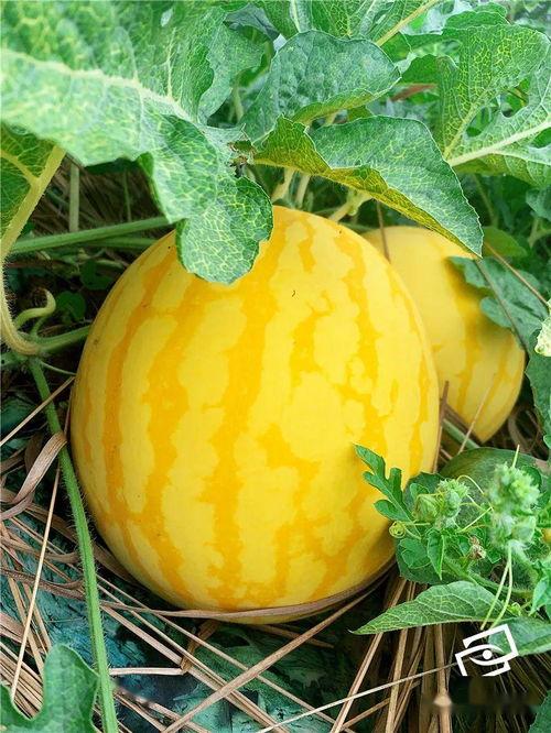 三年之约吃瓜,见证瓜界风云变幻