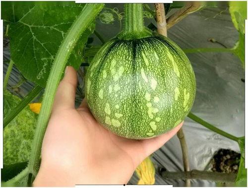 梦见吃煮熟的小瓜,揭秘煮熟小瓜的神秘寓意