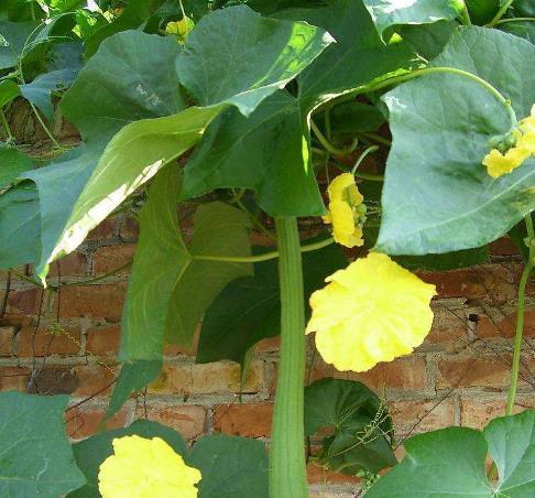 吃瓜要吃带蒂花