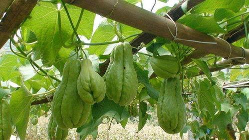 佛手瓜冬天可以吃,佛手瓜的冬季美味之旅”