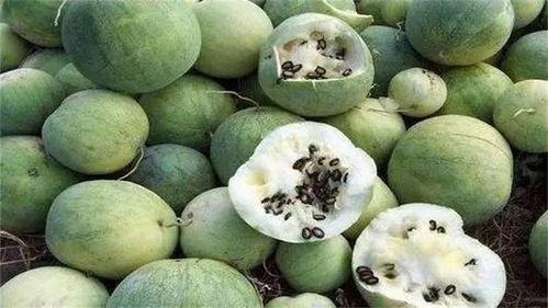 沙漠两人吃瓜,两人瓜果共享的温馨时光