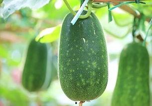 吃瓜最热爆料,吃瓜群众最热爆料大盘点