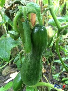 可以吃的绿瓜,探寻大自然的绿色美味