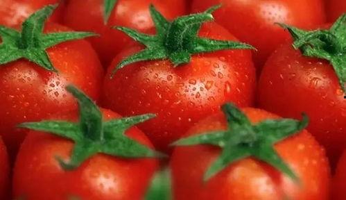 番茄搞笑吃瓜文,笑料横飞，带你领略欢乐无限