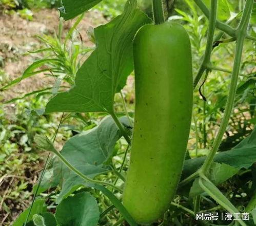 瓠子瓜晒干怎么吃,传统食材的创意美味探索