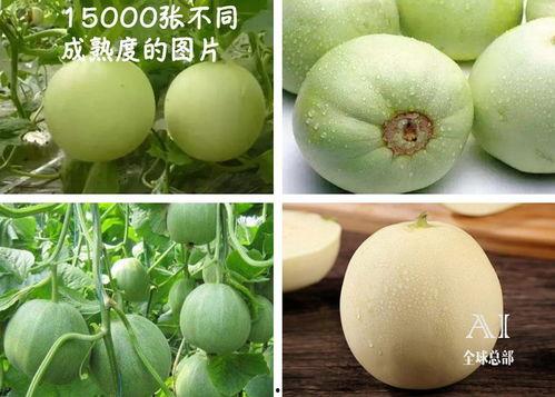 吃瓜视频都是技术,技术驱动下的娱乐新潮流