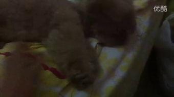 地里吃小瓜视频,视频带你领略田园风味