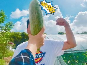 网红吃瓜独家爆料