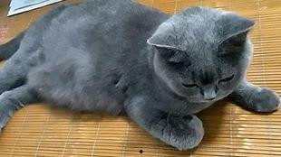 吃瓜猫咪玩偶,吃瓜猫咪玩偶萌化你的生活