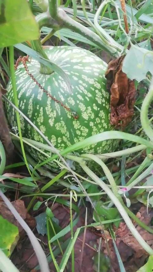 吃瓜不看瓜全部小说阅读