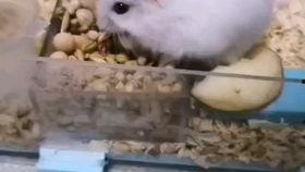 仓鼠吃小乳瓜,小乳瓜的甜蜜诱惑