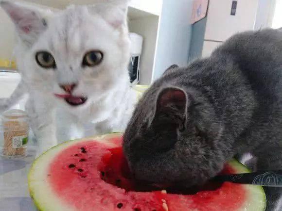 猫可以吃小凤瓜,小凤瓜成为猫咪新宠