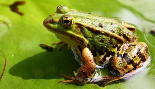 青蛙吃瓜图,一场生态平衡的趣味演绎