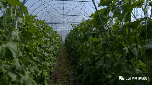 西昌gt吃瓜,一场赛车圈的狂欢与争议